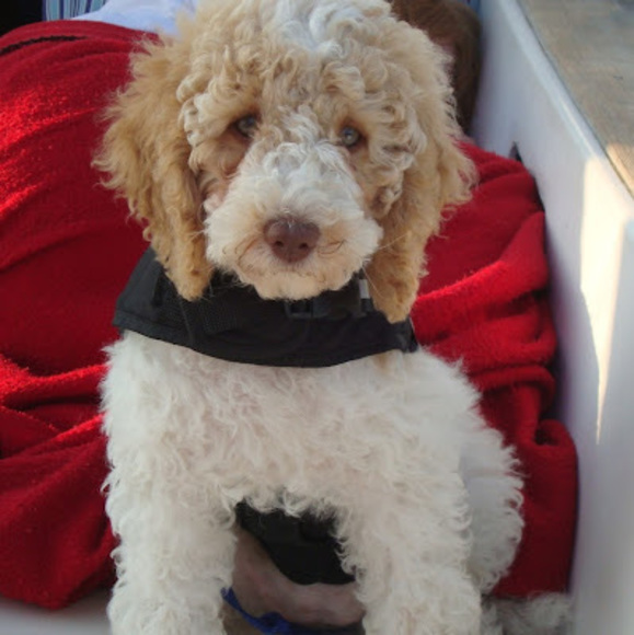 Meet your Posher, Margot - Picture 1 of 1